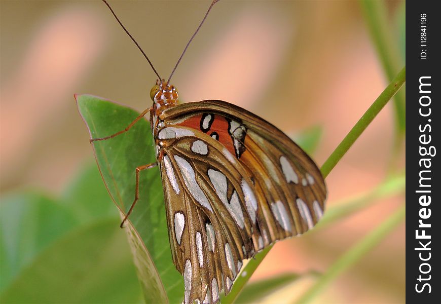 Insect, Butterfly, Moths And Butterflies, Invertebrate