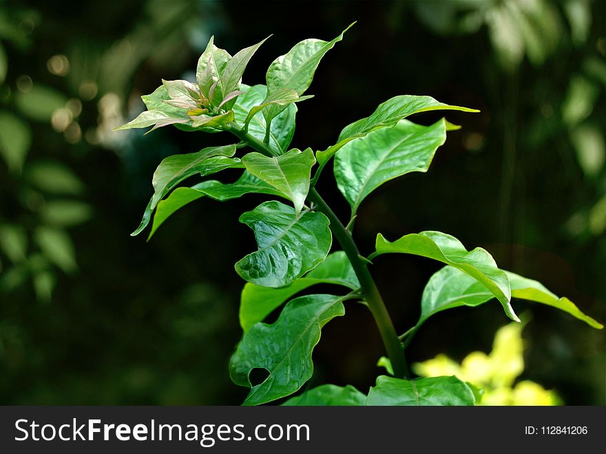 Plant, Leaf, Vegetation, Branch