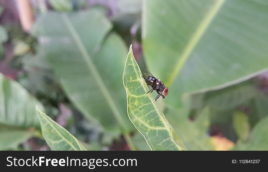 Insect, Leaf, Invertebrate, Organism