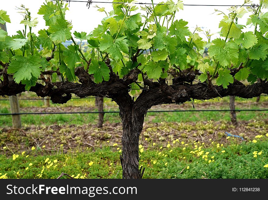 Agriculture, Tree, Grapevine Family, Leaf