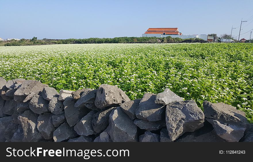 Agriculture, Field, Crop, Plant