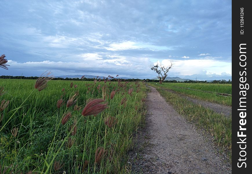 Sky, Grassland, Ecosystem, Field