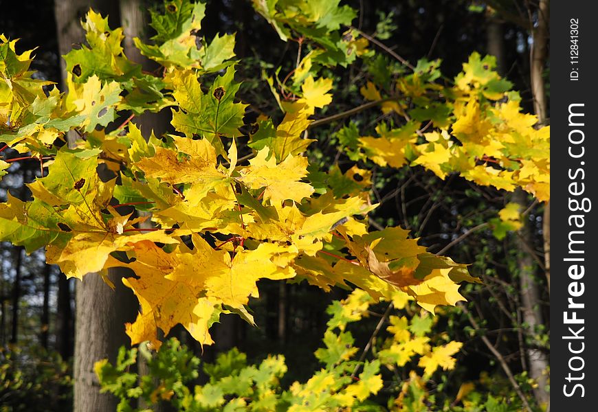 Yellow, Leaf, Plant, Autumn