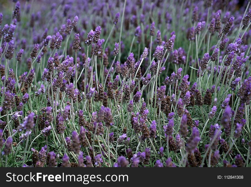 Plant, Flower, English Lavender, French Lavender