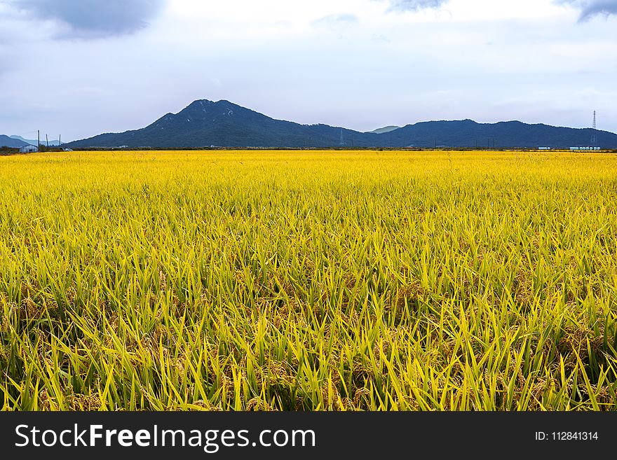 Grassland, Paddy Field, Field, Ecosystem