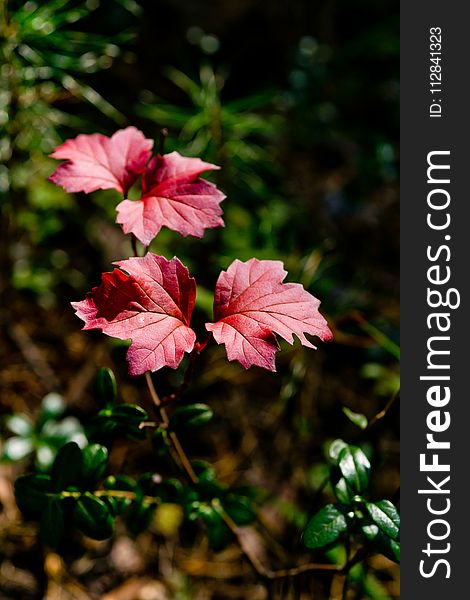 Flower, Plant, Pink, Flora