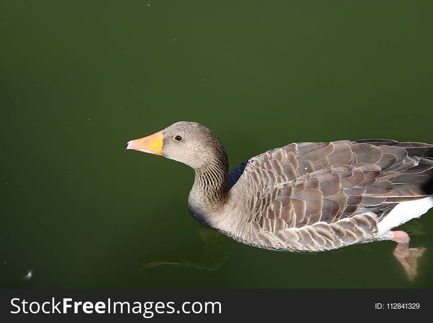 Bird, Beak, Water Bird, Water