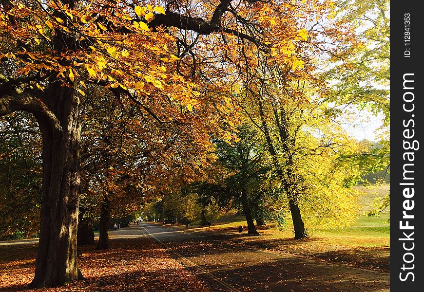 Nature, Autumn, Leaf, Tree