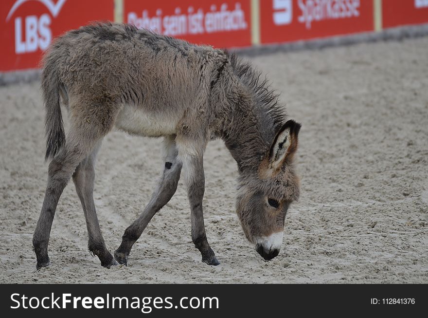 Donkey, Horse Like Mammal, Fauna, Wildlife