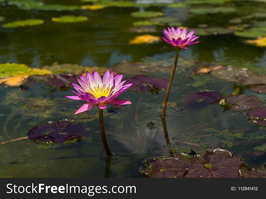 Flower, Reflection, Water, Flora