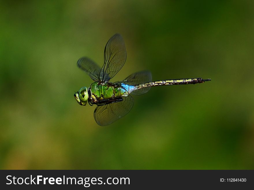 Dragonfly, Insect, Dragonflies And Damseflies, Invertebrate