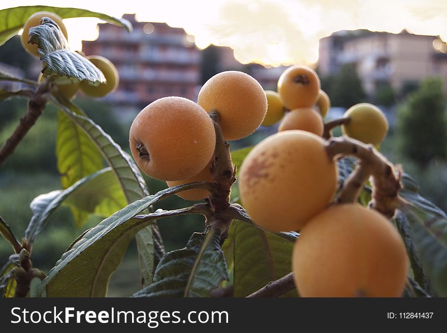 Fruit, Loquat, Fruit Tree, Produce