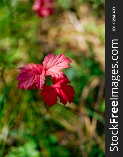 Flower, Flora, Vegetation, Leaf