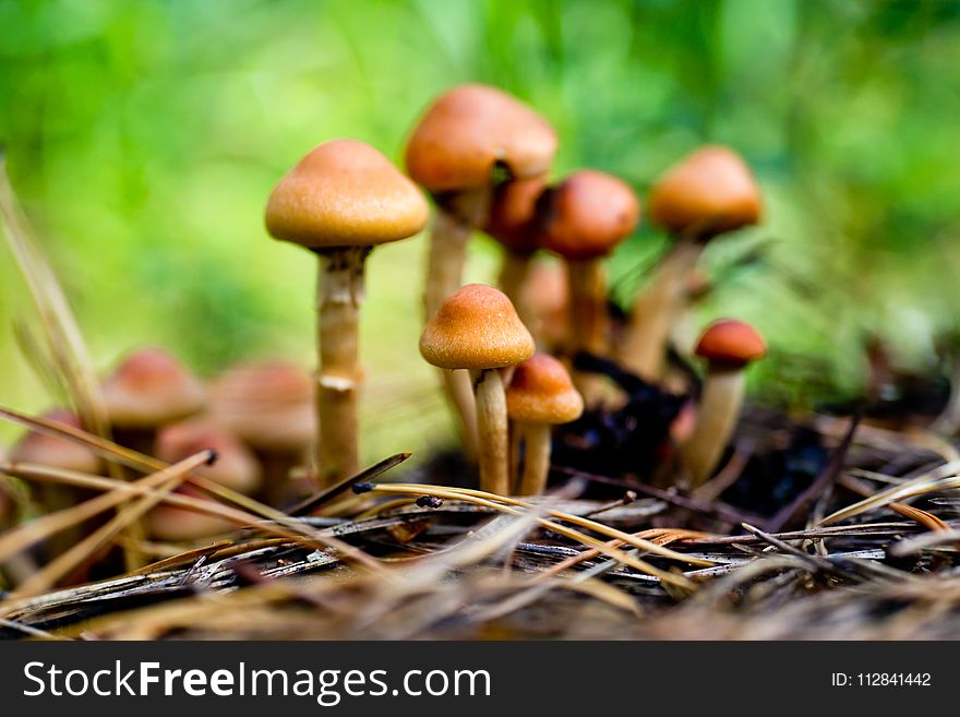 Mushroom, Fungus, Edible Mushroom, Agaricaceae