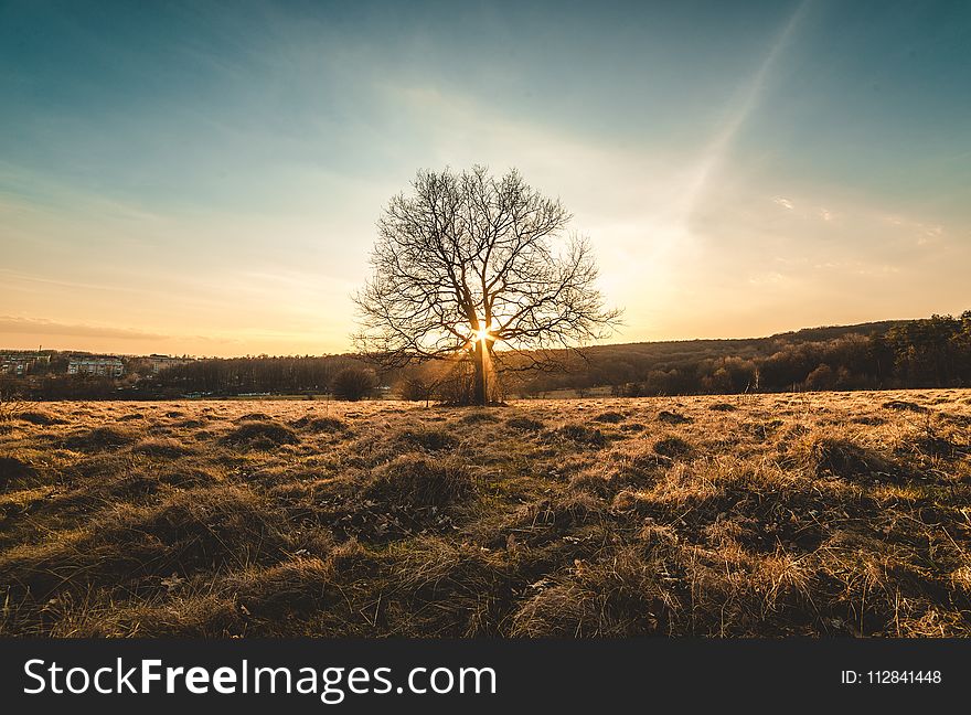 Sky, Tree, Ecosystem, Field