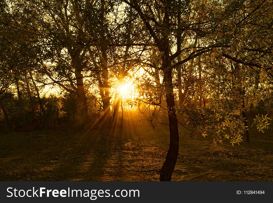 Nature, Tree, Woodland, Forest