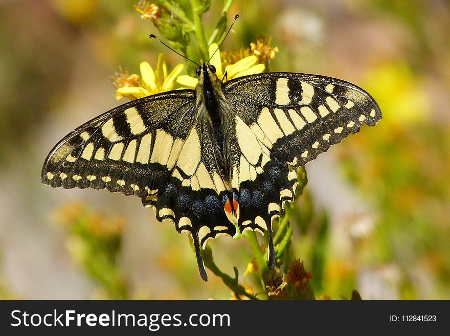 Butterfly, Moths And Butterflies, Insect, Brush Footed Butterfly