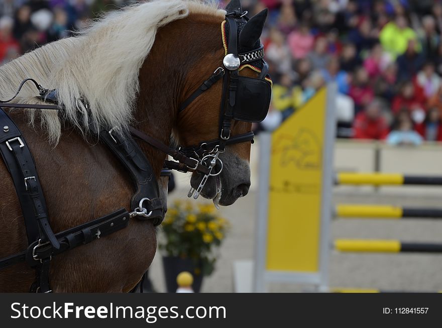 Horse, Bridle, Horse Harness, Show Jumping