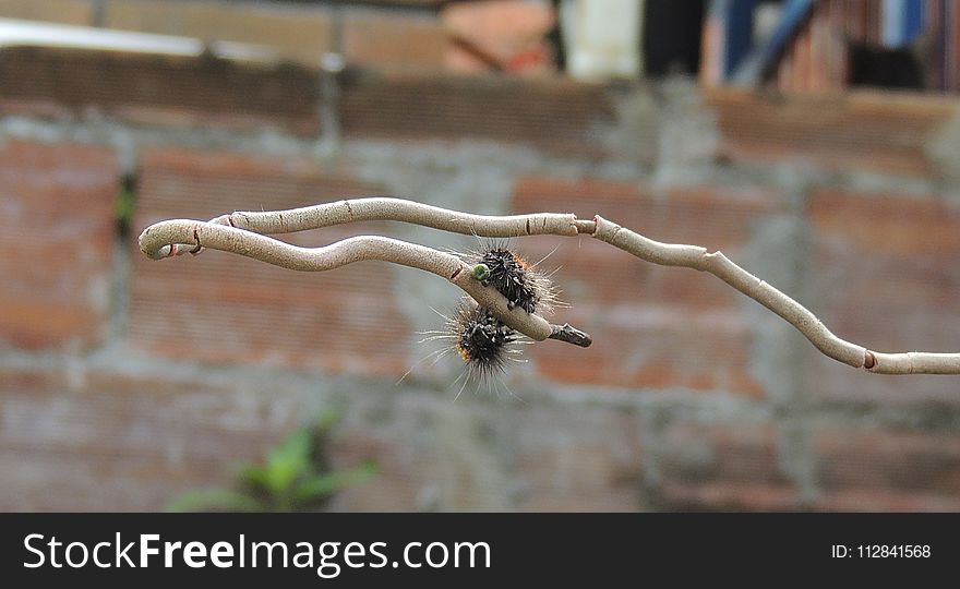 Fauna, Insect, Branch, Twig