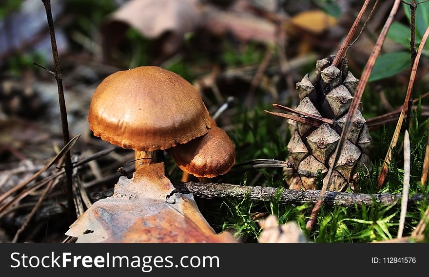 Mushroom, Fungus, Edible Mushroom, Penny Bun