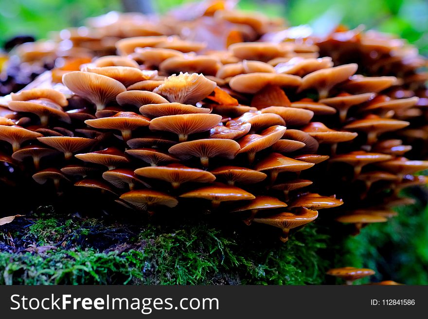 Fungus, Mushroom, Edible Mushroom, Organism