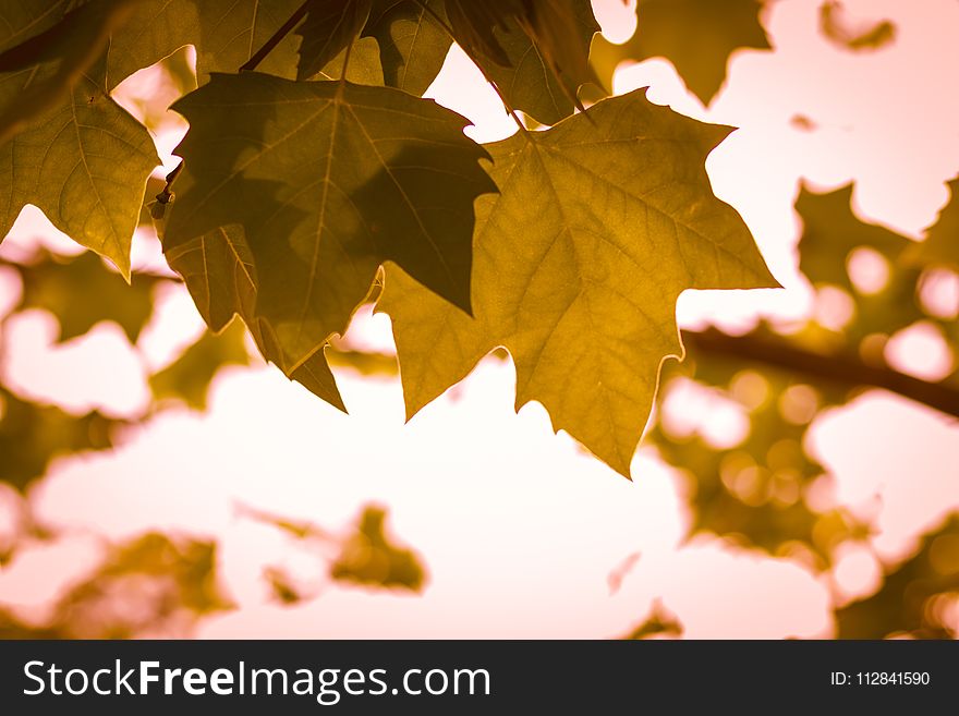 Maple Leaf, Leaf, Branch, Autumn