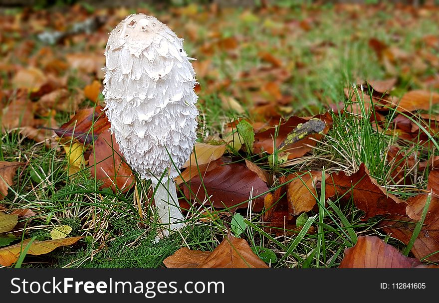 Fungus, Leaf, Mushroom, Edible Mushroom