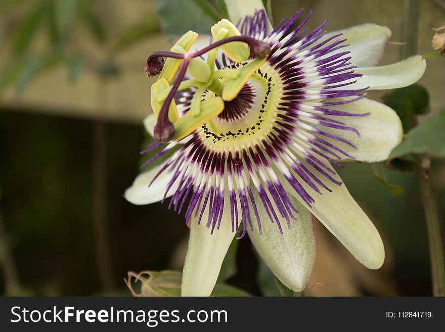 Flower, Plant, Passion Flower, Passion Flower Family