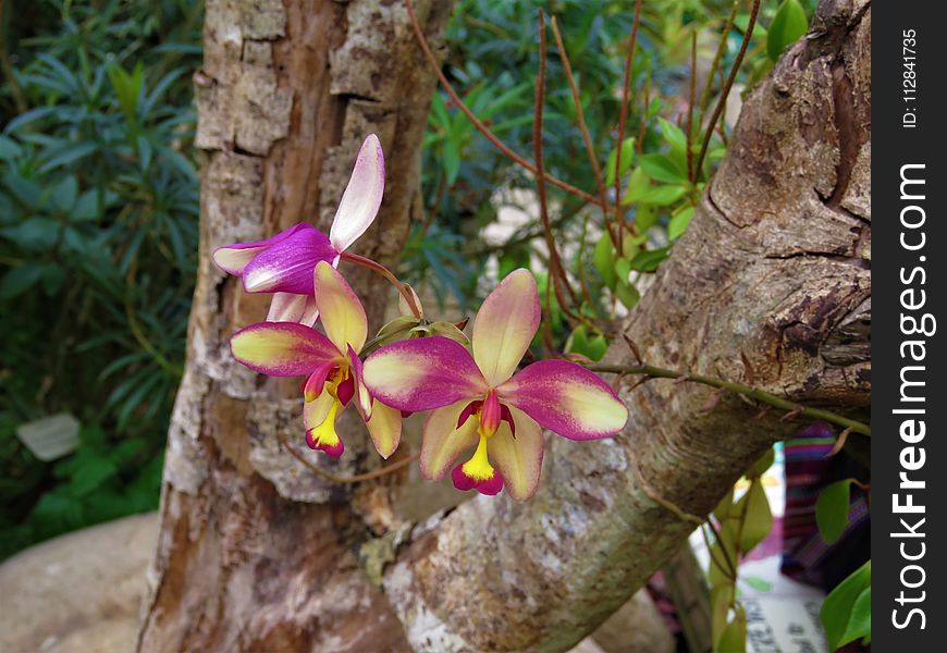 Plant, Flora, Flower, Flowering Plant