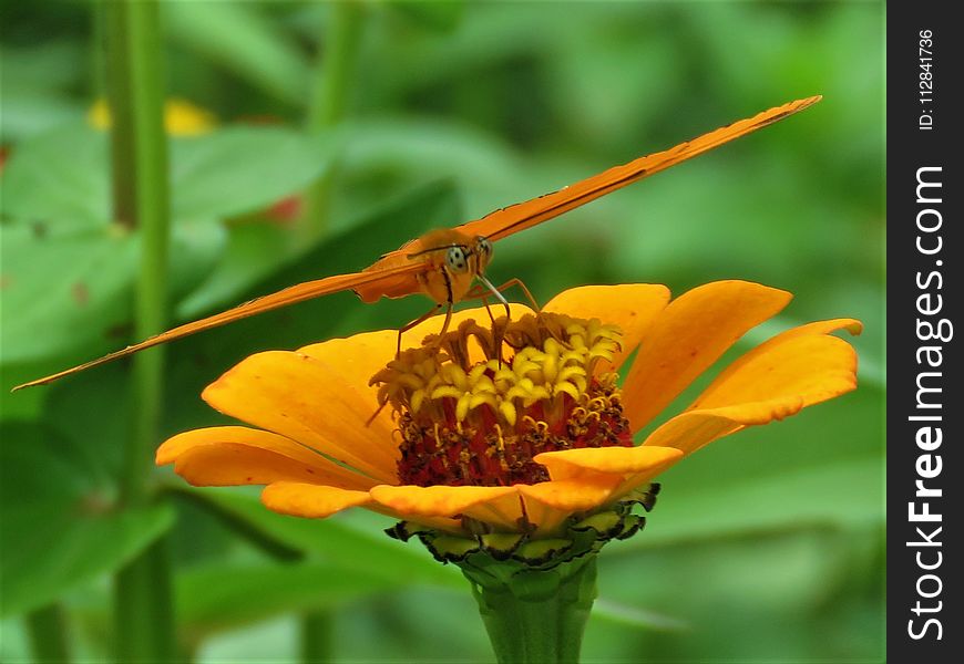 Insect, Flora, Nectar, Flower
