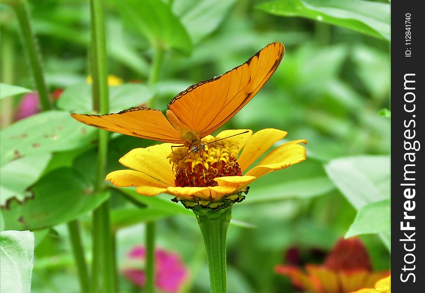 Flower, Insect, Butterfly, Nectar