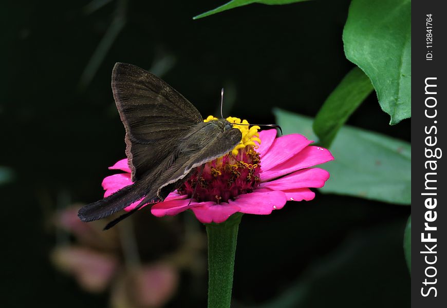 Butterfly, Moths And Butterflies, Flower, Insect