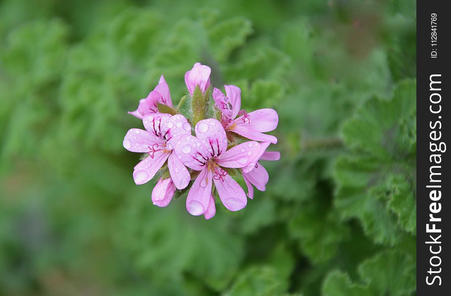 Flower, Plant, Flora, Flowering Plant