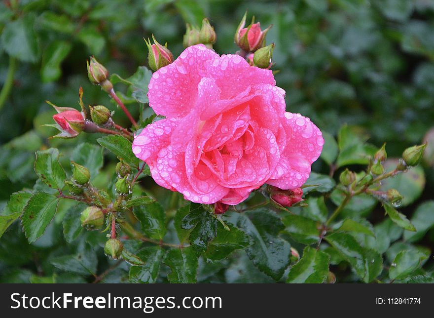 Rose Family, Flower, Rose, Floribunda