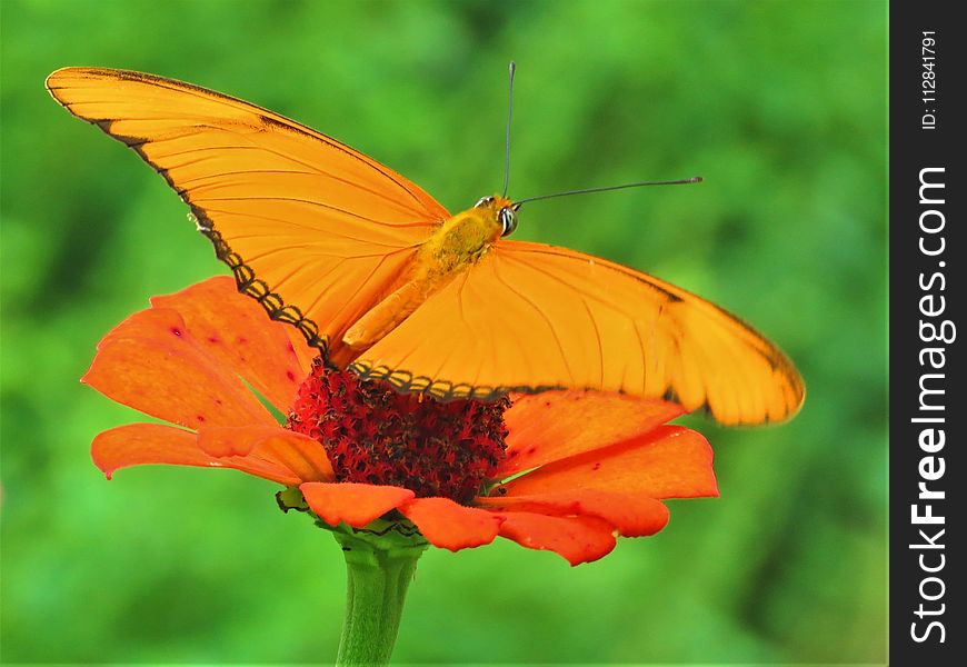 Butterfly, Insect, Lycaenid, Moths And Butterflies