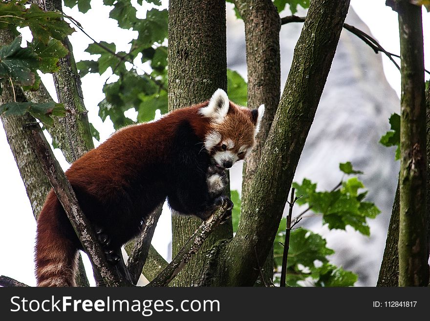 Red Panda, Mammal, Fauna, Tree