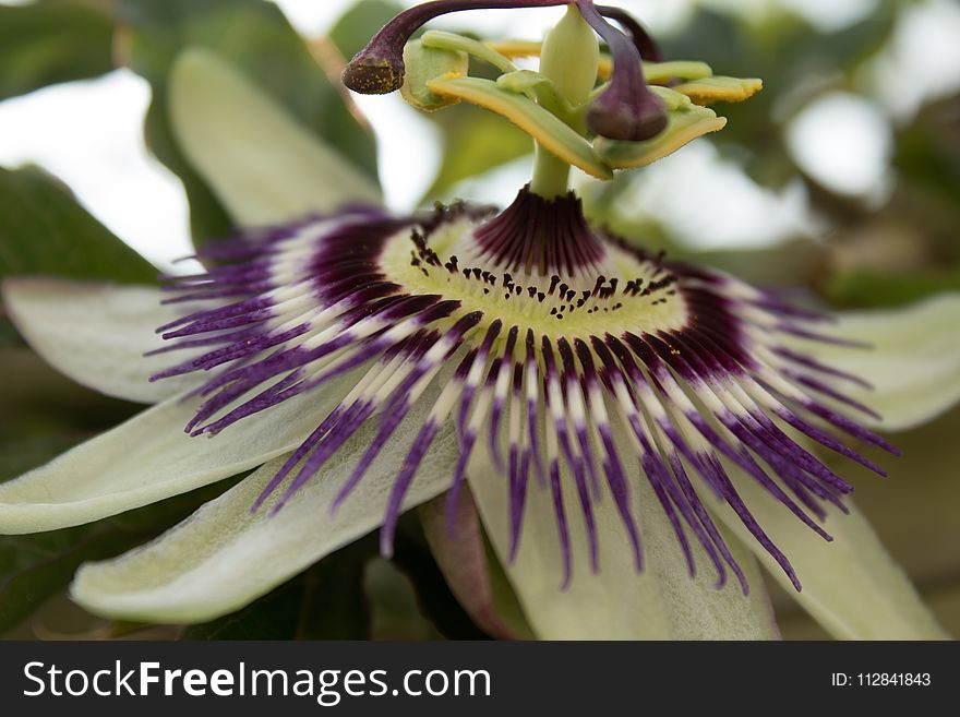 Flower, Plant, Passion Flower, Passion Flower Family