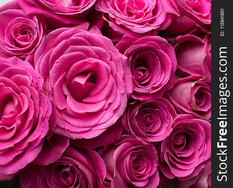 Rose, Flower, Garden Roses, Pink