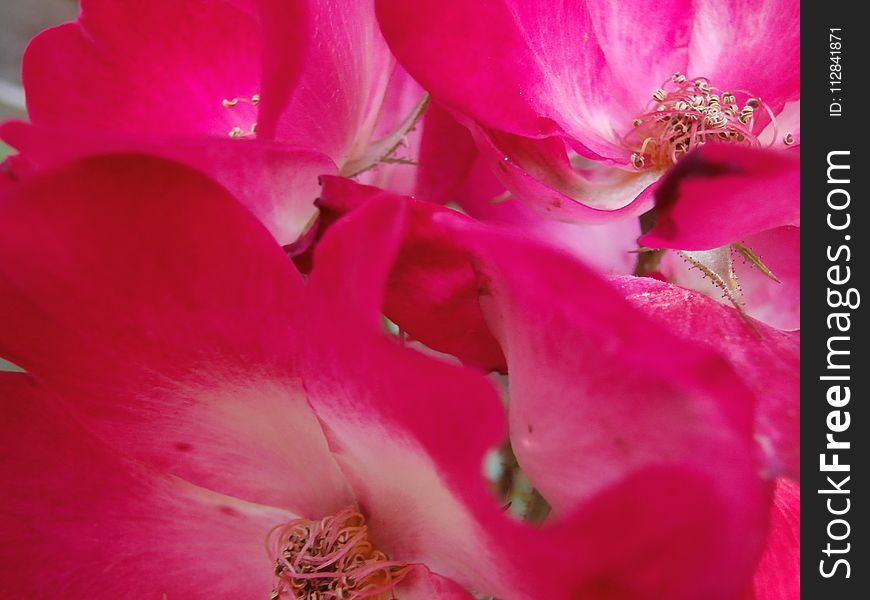 Flower, Pink, Petal, Close Up