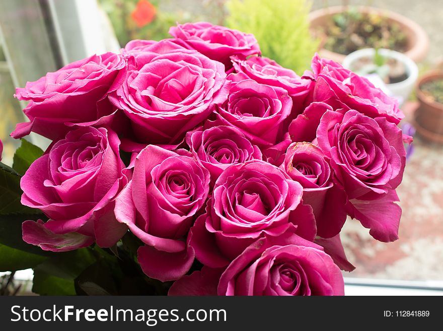 Flower, Rose, Garden Roses, Pink