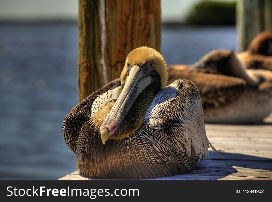 Pelican, Beak, Fauna, Seabird