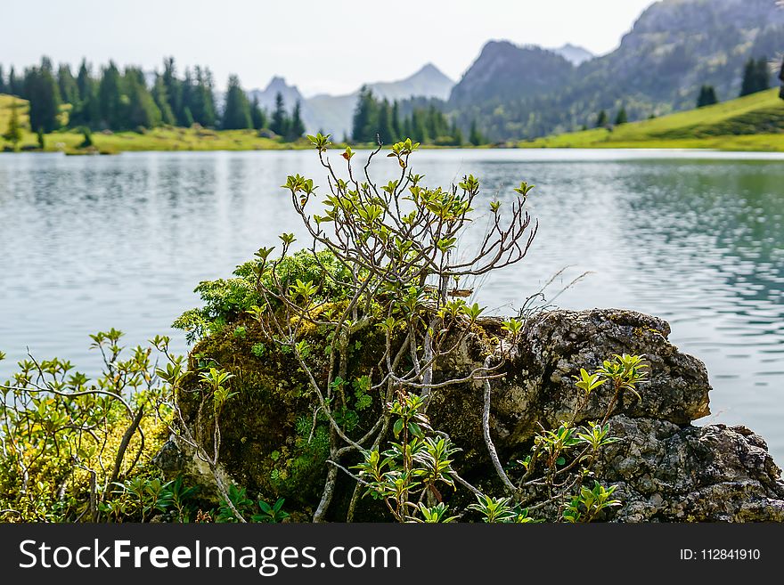 Vegetation, Water, Lake, Nature Reserve