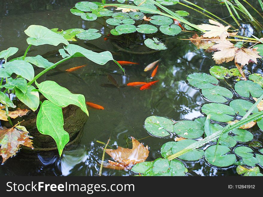 Fish Pond, Water, Pond, Body Of Water