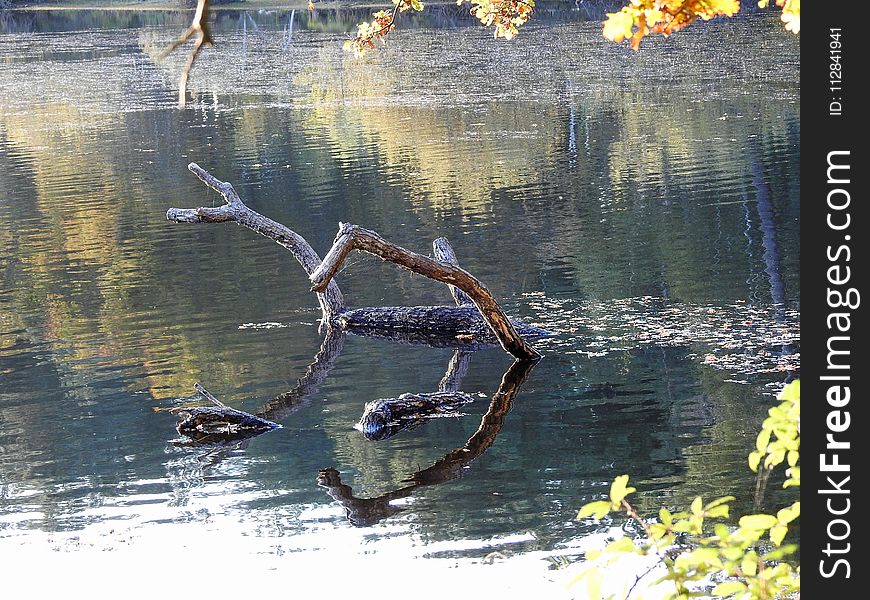 Reflection, Water, Pond, Fauna