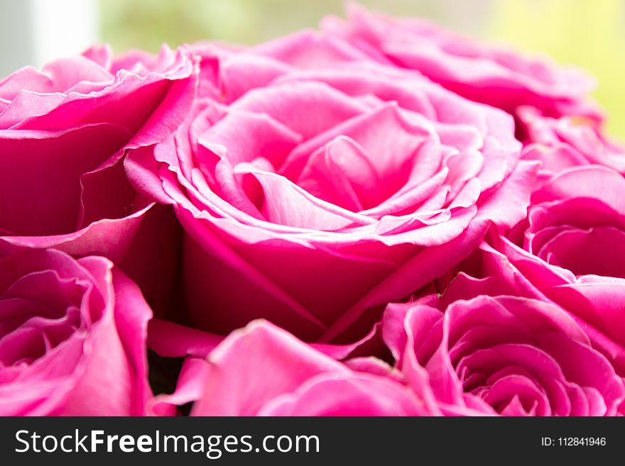 Flower, Rose, Garden Roses, Pink