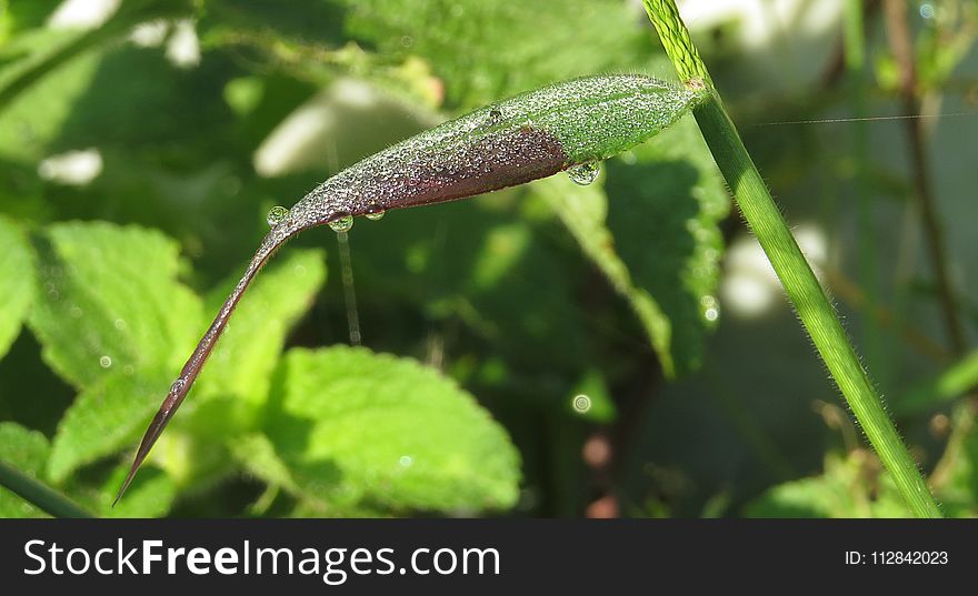 Leaf, Plant, Plant Stem, Herb