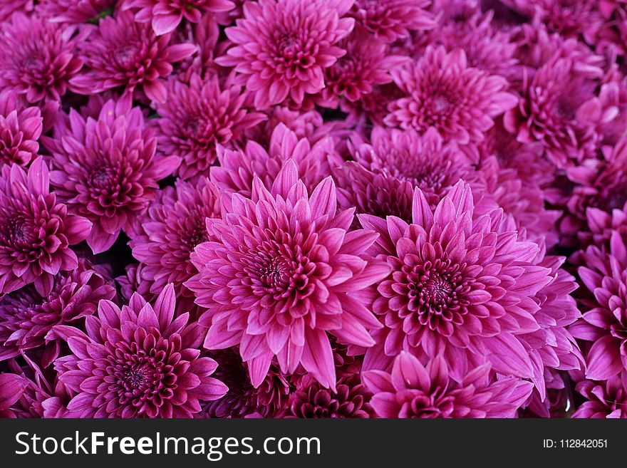 Flower, Pink, Purple, Plant