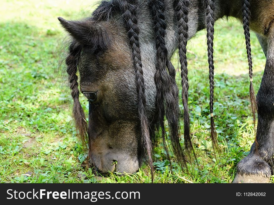 Wildlife, Fauna, Grass, Mane