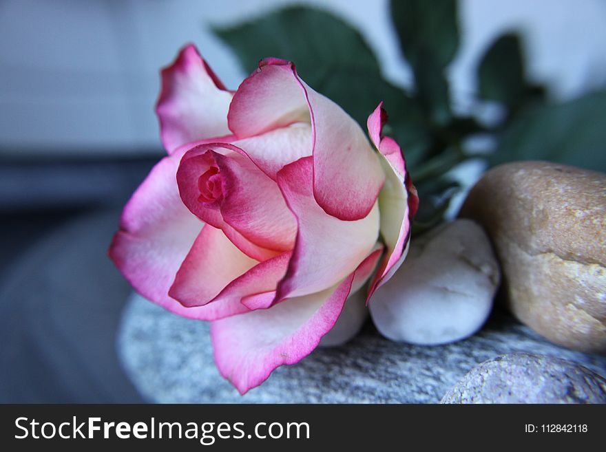 Flower, Pink, Rose, Plant