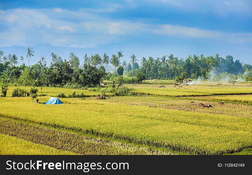 Paddy Field, Field, Agriculture, Grassland